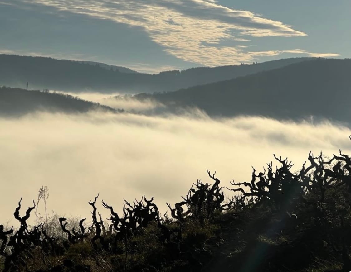 New Beaujolais is Radical, Daring, and it's a Great Bargain!